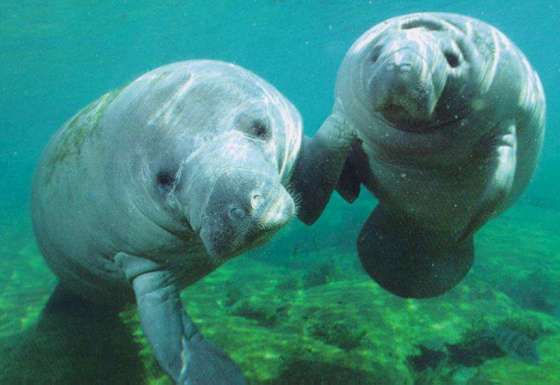 The manatee is the Florida State marine mammal